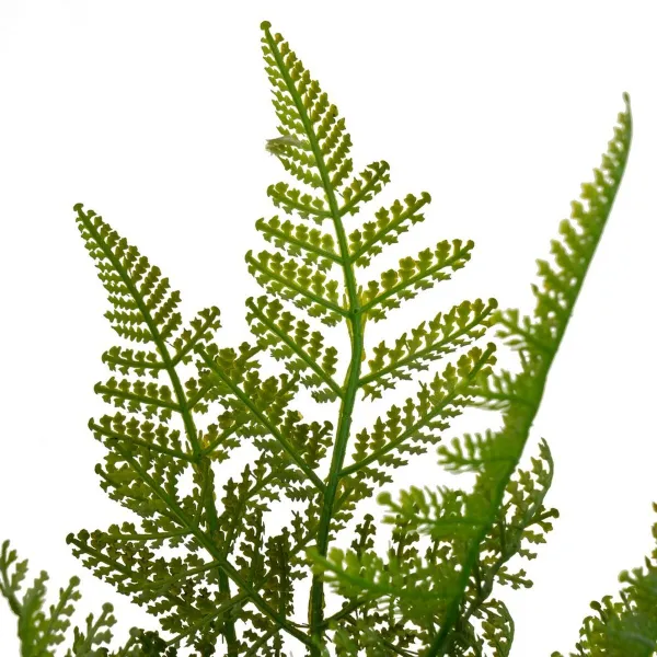 Koristekasvi Polyetyleeni Muovinen Saniainen 26 x 26 x 45 cm