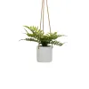 Koristekasvi Polyetyleeni Sementti 30 x 30 x 24 cm