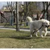 Светоотражающий поводок тренировочный 5м Purlov 21655