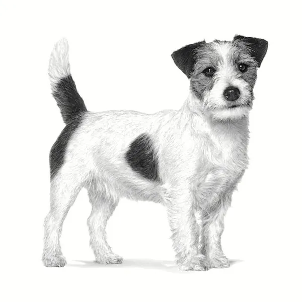 Фураж Royal Canin Для взрослых Мясо птицы 3 Kg