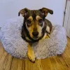 Hairy dog bed gray 22759