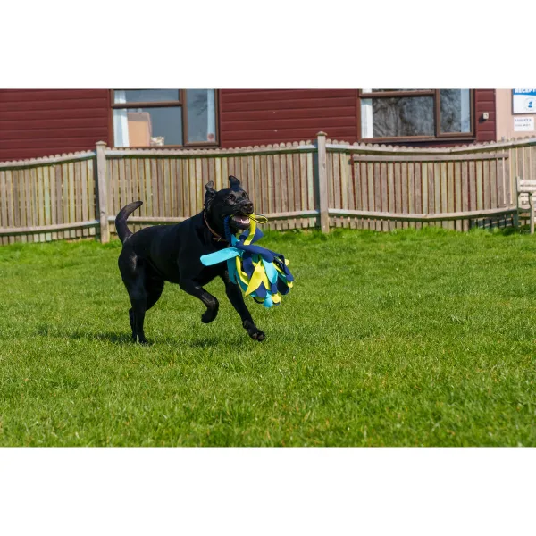 Training toy Coachi TUGGI SPIDER Sininen