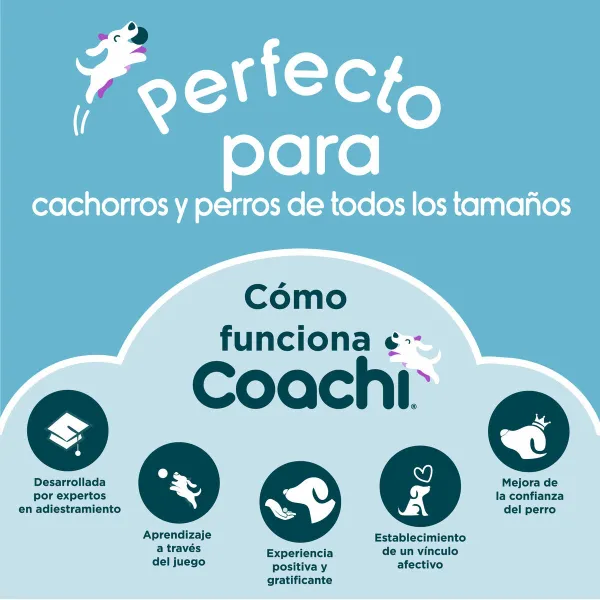 Training toy Coachi TUGGI SPIDER Sinine