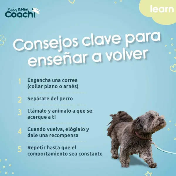 Training lead Coachi Puppy & Mini Green 5 m