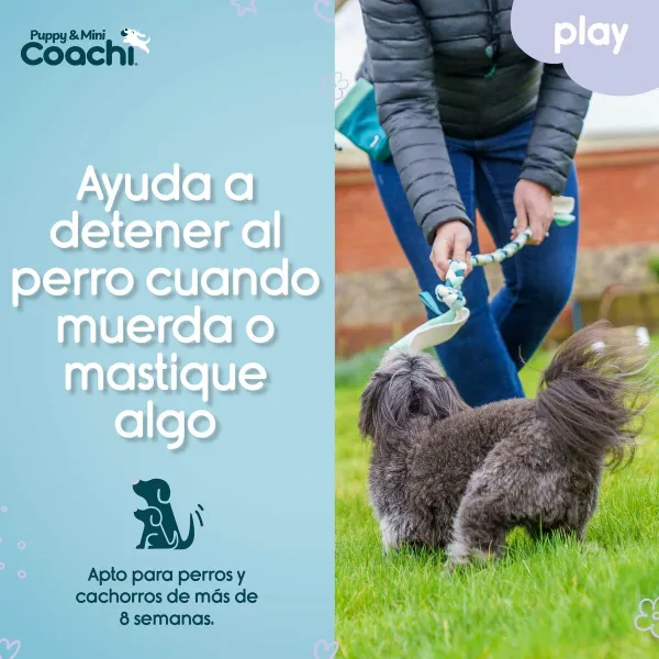 Koera rakmed Coachi