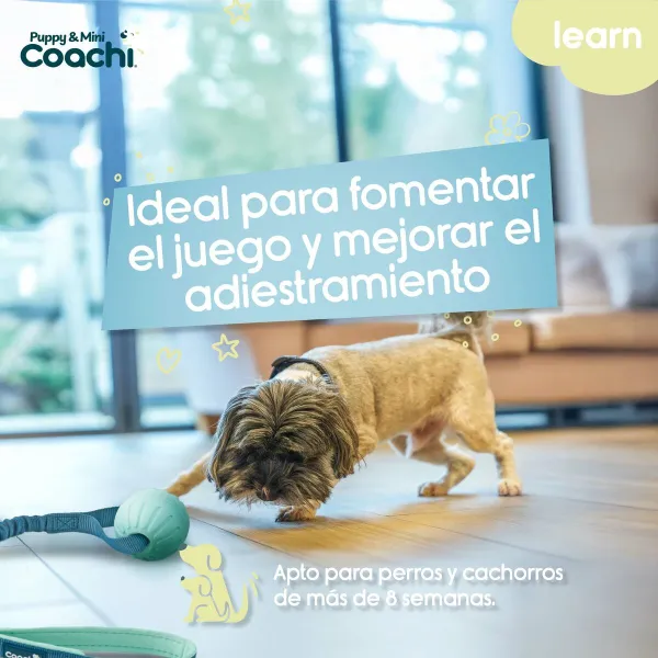 Koera rakmed Coachi
