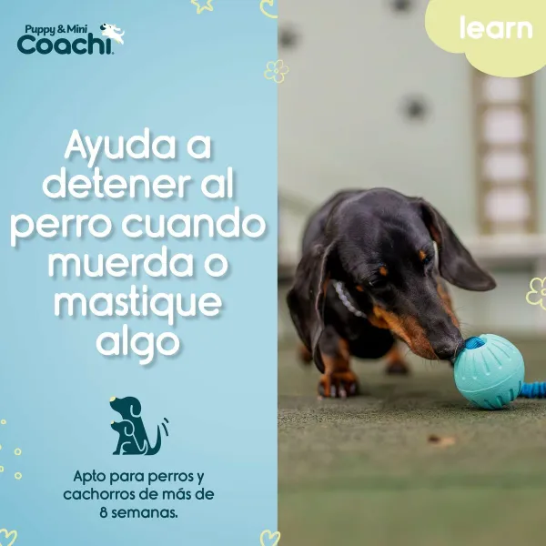 Упряжь для собак Coachi