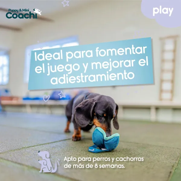 Упряжь для собак Coachi