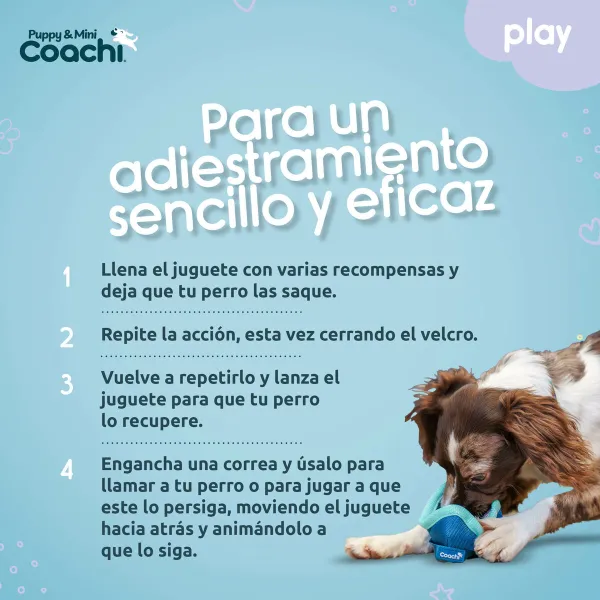 Koera rakmed Coachi