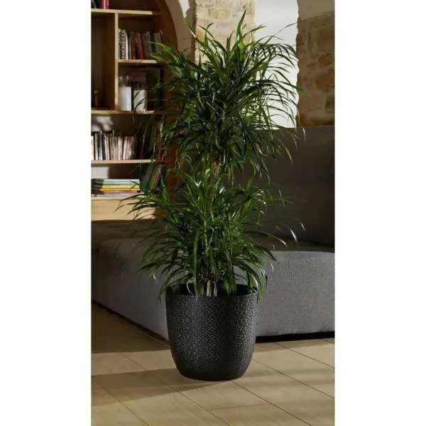 Pušķi EDA Opal Chape Melns Ø 29,5 cm