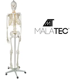Ihmisen luuranko - 170 cm Malatec 22583