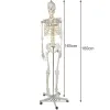 Ihmisen luuranko - 170 cm Malatec 22583