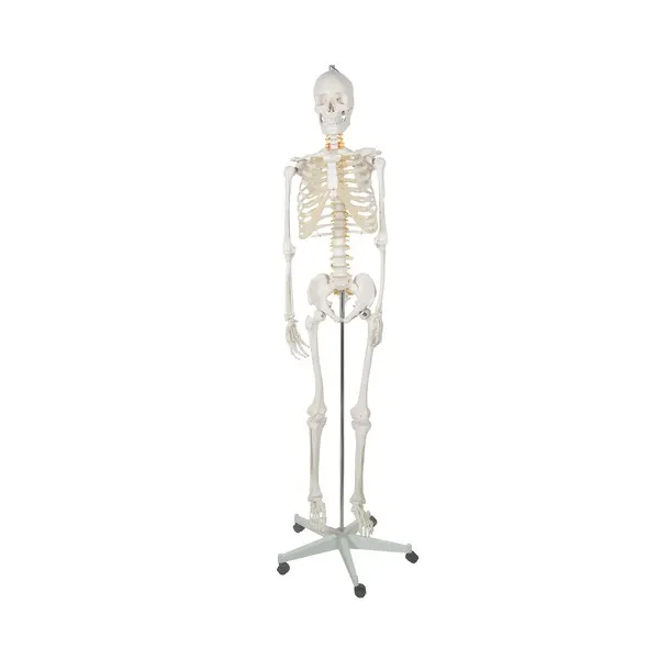 Žmogaus skeletas – 170cm Malatec 22583
