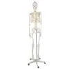 Žmogaus skeletas – 170cm Malatec 22583