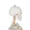 Human Skeleton - 170cm Malatec 22583