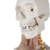 Human Skeleton - 170cm Malatec 22583