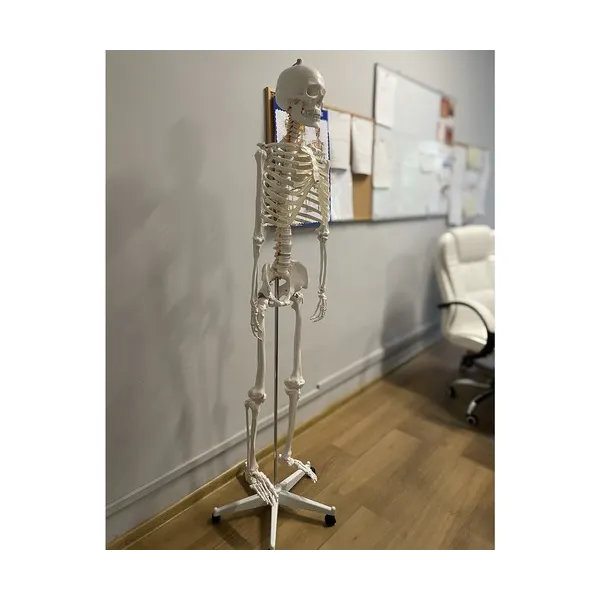 Žmogaus skeletas – 170cm Malatec 22583