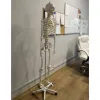 Inimese skelett - 170 cm Malatec 22583