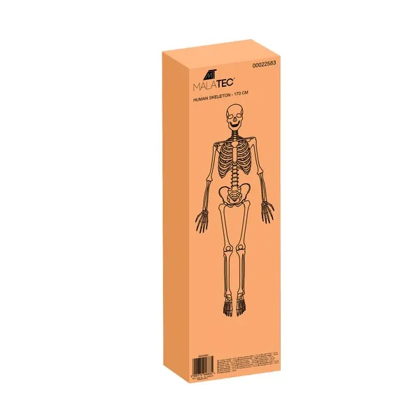 Cilvēka skelets - 170 cm Malatec 22583