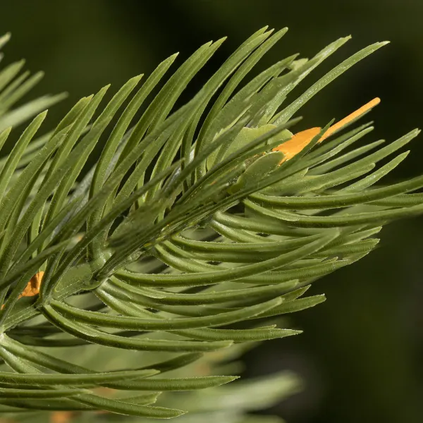 Jõulupuu Springos CT0144 220cm