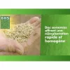 Семена BHS 1 kg