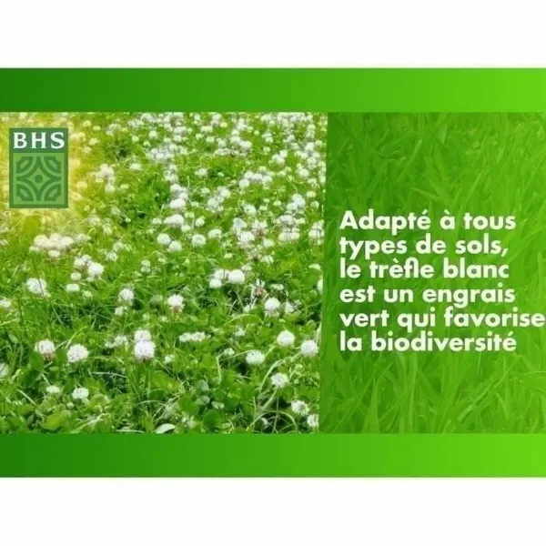 Sėklos BHS Trèfle Blanc 500 g