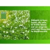 Sėklos BHS Trèfle Blanc 500 g
