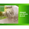 Seemned BHS 1 kg