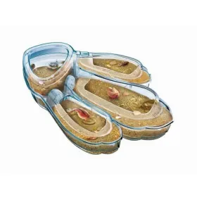 Научная игра Clementoni Triops Les animaux préhistoriques FR
