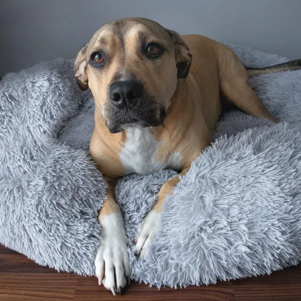 Dog or cat bed Springos PA0127 100 cm