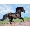 Puzle un domino komplekts Ravensburger 12803 Black Stallion XXL 200 Daudzums