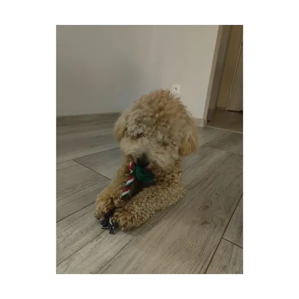 Christmas gift for dog - toys Purlov 22637