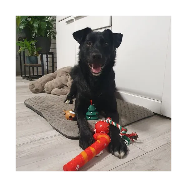 Christmas gift for dog - toys Purlov 22637