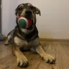 Christmas gift for dog - toys Purlov 22637
