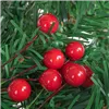 Rowanberry