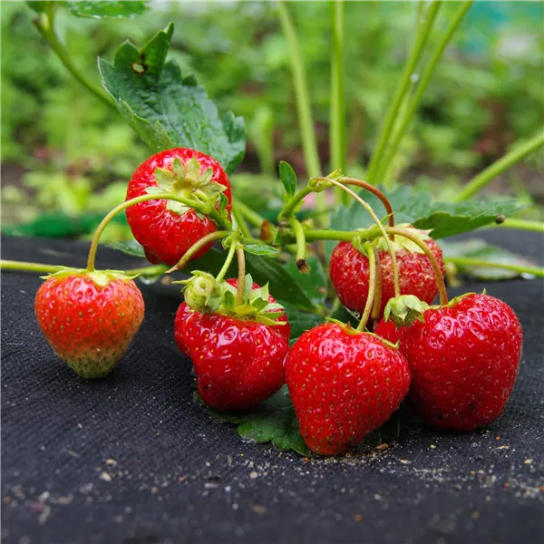 Агротекстиль против сорняков Springos AG0022 50г/м2 1,1х10 м