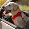 Car leash for animals Springos PA0228