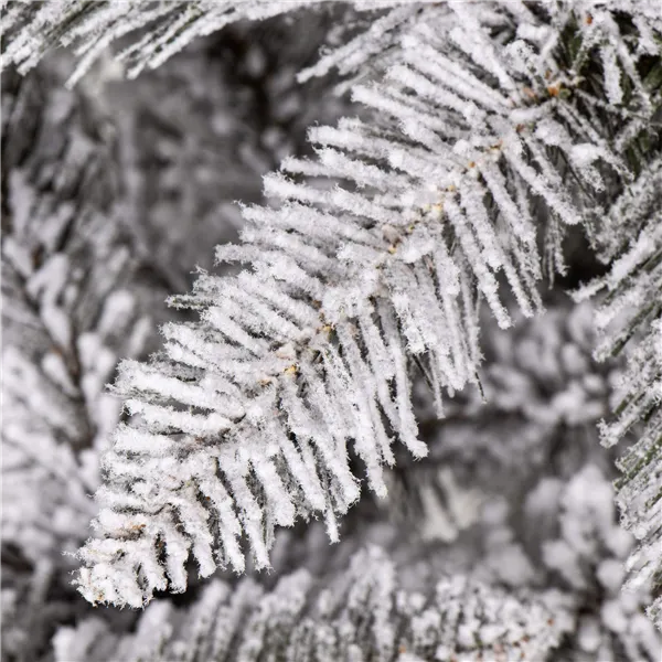 Caucasian snow fir Springos CT0124 180cm