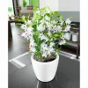 Plant pot Lechuza