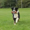 Dog toy Trixie