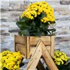 Wooden flower stand Springos KWD001