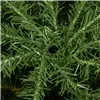 CT0195 Artificial Christmas tree 220 cm Premium Royal Trees, natural fir, like life