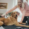 Backcombing brush Hunter Self-cleaning