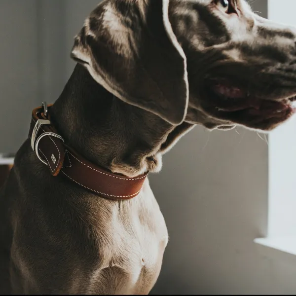 Dog collar Hunter Aalborg Special Cognac 40-48 cm
