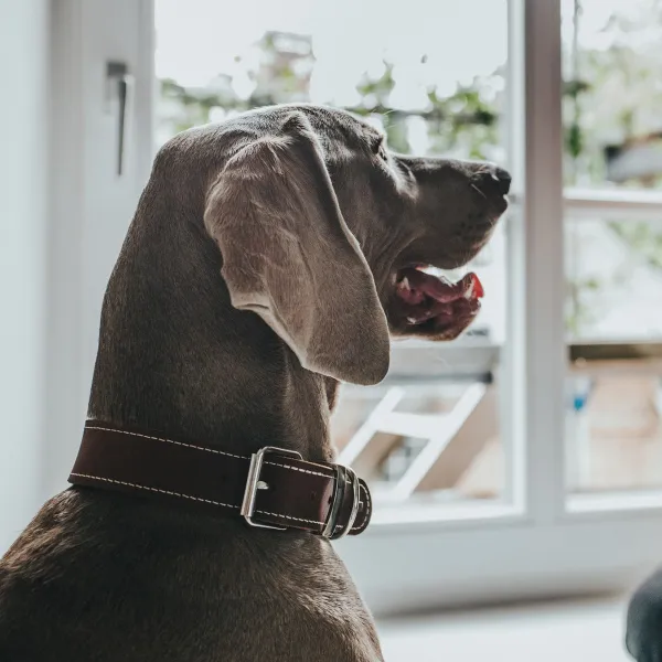 Dog collar Hunter Aalborg Special Cognac 40-48 cm