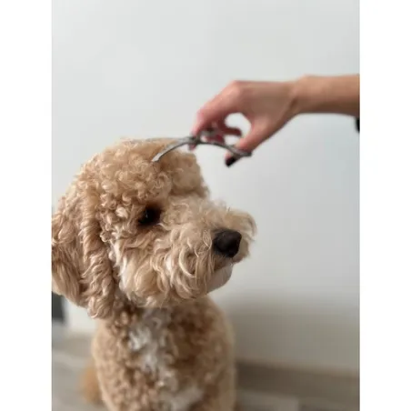 Dog grooming scissors Purlov 23186