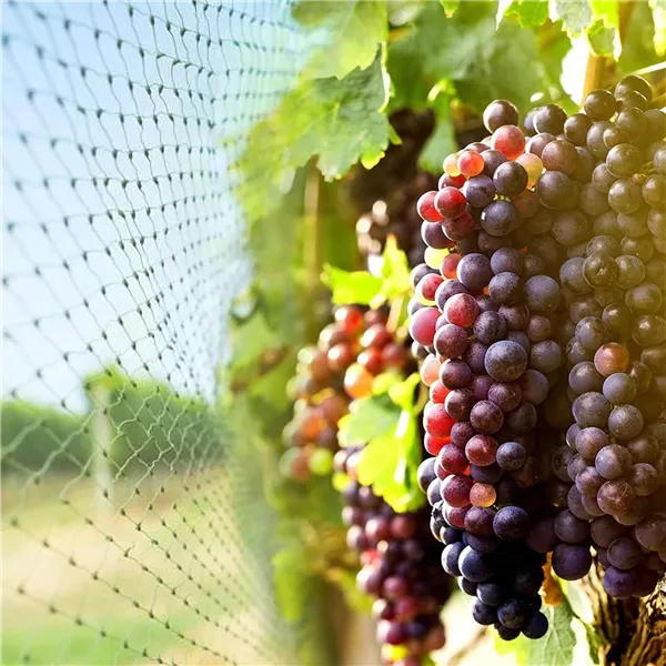 Anti-bird net Springos AB0001 5x50 m