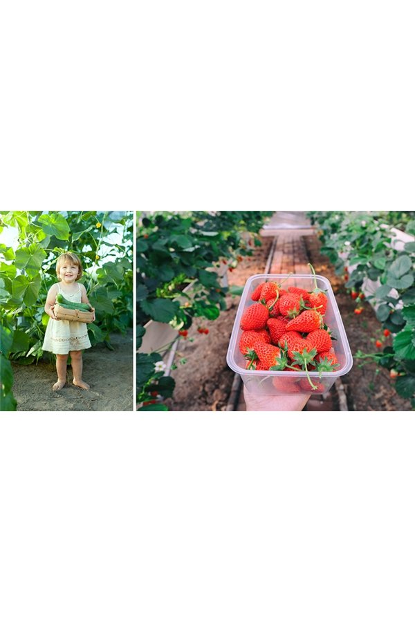 Садовый тоннель - теплица 4х3х2м