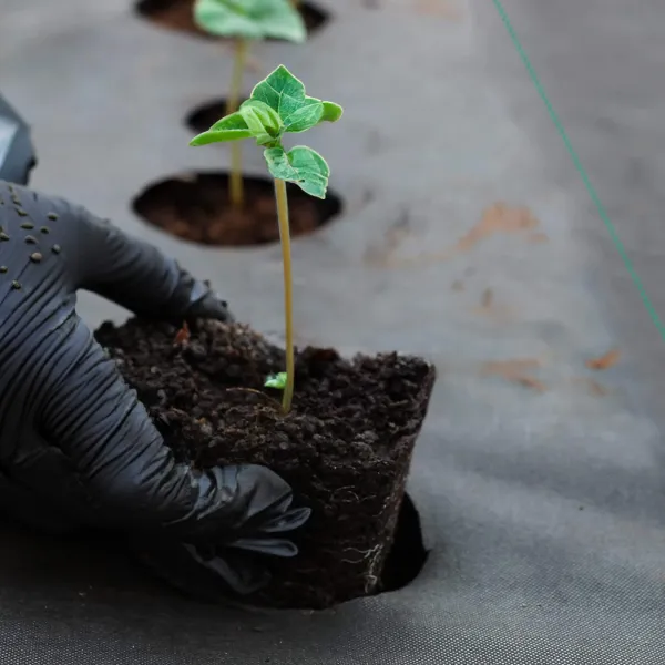 Agrotekstiili rikkaruohoja vastaan Springos AG0035 90g/m2 1,1x50 m