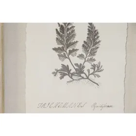 Paveikslas Home ESPRIT Stiklas Eglė 30 x 2,5 x 40 cm (9 vnt.)